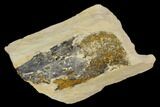 Fossil Pterosaur (Pteranodon) Bone in Rock - Kansas #127876-1